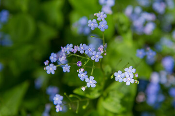 Obraz premium Brunnera plant blooming in spring
