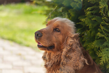 English cocker spaniel on green grass in the garden. 