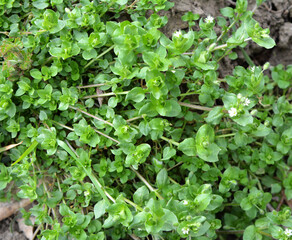 In the spring, Stellaria media grows in nature