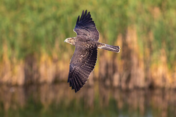 Closeup of a young Swainson's Hawk with its wings outstretched, flying over a stretch of lake in...