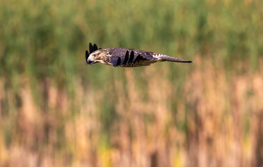 Closeup of a Swainson's Hawk Juvenile, sleek and streamlined in flight, looking down over a Wetland Habitat.