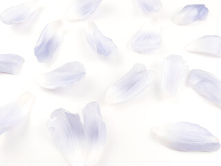 Tło fiolet © Monika Janiak-Klicha