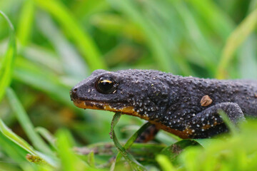 Closeup of a the head of a juvenile female Alpine newt, Ichthyosaura alpestris against a green background