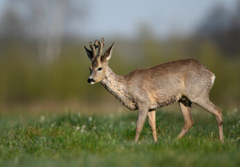 Roe deer male ( Capreolus capreolus )