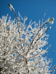 Branch with white plum blossoms in sunny spring day.