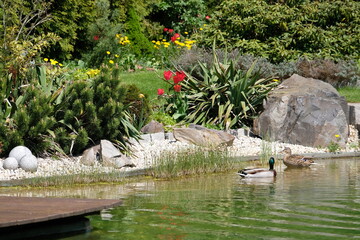 Obraz na płótnie Canvas Duck pair at a beautiful lake