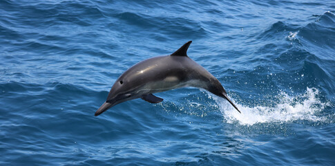 dolphin jumping out of water