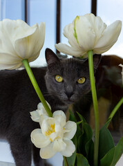 A cat in the flowers