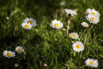 Green grass with blooming daisies (bellis perennis) in sunny spring day.