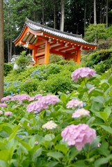 三室戸寺　紫陽花の庭　京都府宇治市