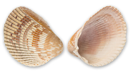 Sea shell Both sides. Huge ocean seashell. Wildlife beach shells without of molluscs. Summer vacation. Macro High resolution photo. Full depth of field. Top view isolated on white background.