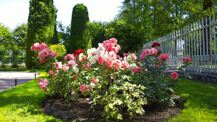 Rose garden with pink, red and white beautiful roses. Rosarium. Flower bed with shrub rose. Thuja topiary and vintage fence on background. Summer green sunny park. Flowers blossom, cultivars. Nature.