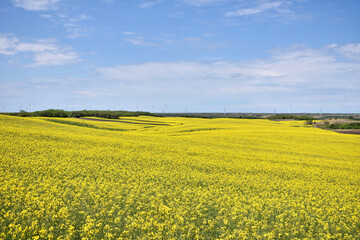 Canola field in bloom during spring