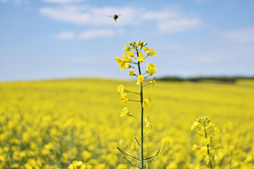 Obraz premium Canola field in bloom during spring