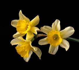 Blooming buds of daffodils flowers on a black background isolated