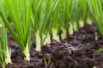 Green onions in a garden bed