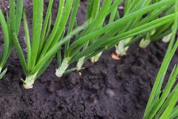 Green onions in a garden bed