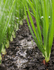Obraz premium Green onions in a garden bed