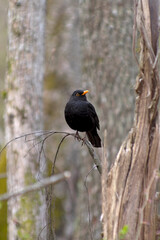 close up front view of attentive  facing right thrush sitting on tree branch in deciduous forest in the evening