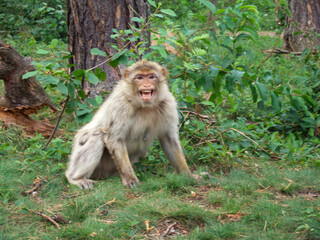 An aggressive Barbary ape sits in the bushes on the forest floor and hisses at the camera with its sharp teeth. Around him are some bushes and shrubs and a tree