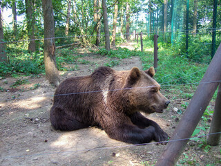 A big brown bear is lying in the dirt behind a fence. The bear is in the bear sanctuary in the bear...