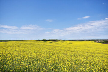 Canola field in bloom during spring