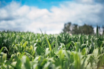 corn maze on a farm with a blue sky 