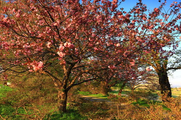 Naklejka premium 岩手県北上市 青空と満開の八重桜