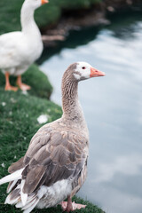 Grey goose on a farm beside water 