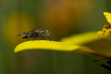 fly on yellow flower