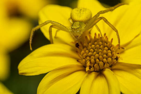 yellow spider on flower
