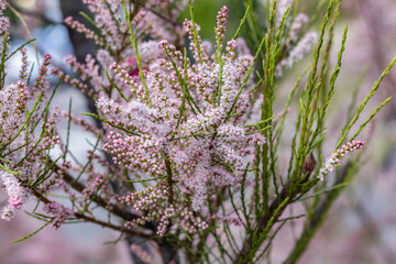 Soft blooming of Tamarix or tamarisk or salt cedar green plant with pink flowers
