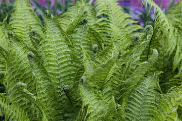 Fern background made with young green fern leaves. Beautiful ferns leaves green foliage. Natural...