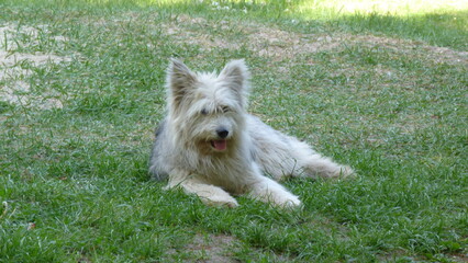 west highland white terrier