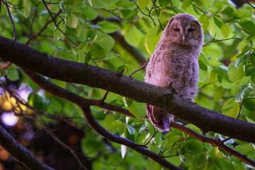 The tawny owl or brown owl - Strix aluco is a stocky, medium-sized owl commonly found in woodlands.