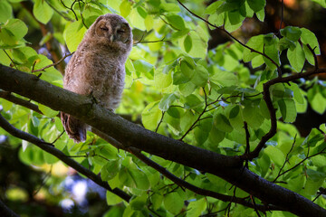The tawny owl or brown owl - Strix aluco is a stocky, medium-sized owl commonly found in woodlands.