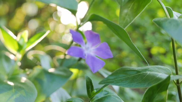 Slow focus with tilt-shift lens to Vinca Major L known as Bigleaf periwinkle flower in bloom