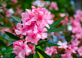 Closeup view of pink nerium flowers blooming on bush