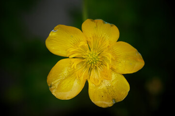 Yellow flower centred, closeup 