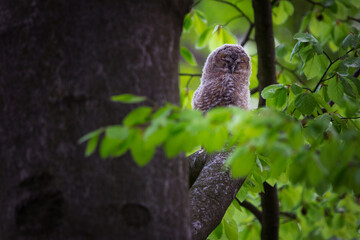 The tawny owl or brown owl - Strix aluco is a stocky, medium-sized owl commonly found in woodlands.