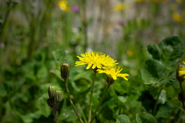 Yellow flower centred 