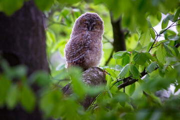 The tawny owl or brown owl - Strix aluco is a stocky, medium-sized owl commonly found in woodlands.