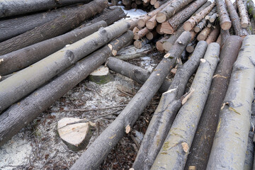 Pile of sortered forest logs.
