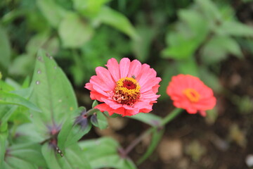 Fototapeta premium pink flowers