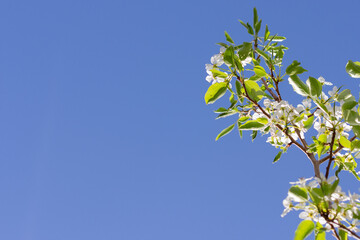 border of pear tree blossoms and leaves on branch against blue sky
