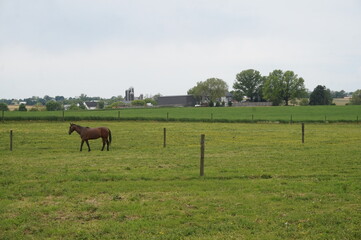 Brown Horse Green Field Yellow Buttercups Farm House Barn and Silos in Day Time Sky