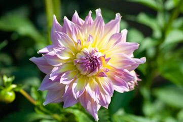 Pastel, yellow, lilac dahlia petals macro, floral background. Close up of flower dahlia for background