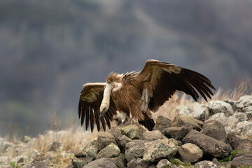 Griffon vultures in the Rhodope Mountains. Vultures near the carcass. Dominant bird show strong. European wildlife. 