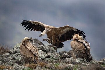 Griffon vultures in the Rhodope Mountains. Vultures near the carcass. Dominant bird show strong. European wildlife. 