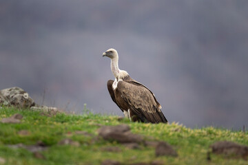 Griffon vultures in the Rhodope Mountains. Vultures near the carcass.  European wildlife. 